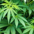 Can i buy thc-o without a prescription?