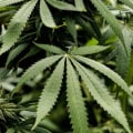 Is thc-o banned in the us?