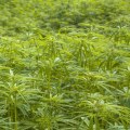 What are the effects of thc-o vs delta-8?