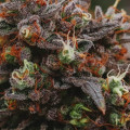 What are the effects of thc-o oil?