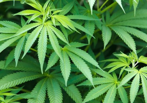 Can i buy thc-o without a prescription?