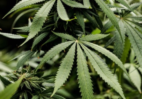 Is thc-o banned in the us?