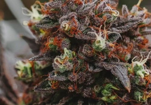 What are the effects of thc-o oil?