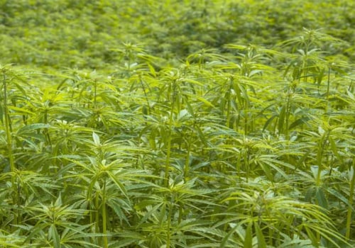 Are there any special instructions for using thc-o?